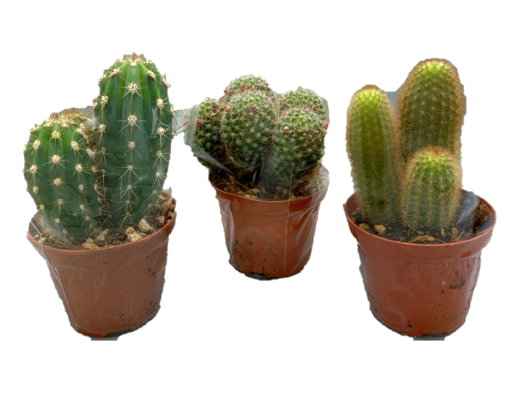 Immagine di Pianta grassa in vaso da 14cm, kit 3 pezzi, altezza 25-30cm