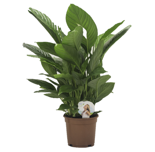 Immagine di Pianta di Spathiphyllum in vaso da 17cm, 1 pezzo, altezza 60-70cm