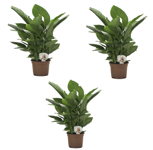 Immagine di Pianta di spathiphyllum in vaso da 17cm, kit 3 pezzi, altezza 60-70cm
