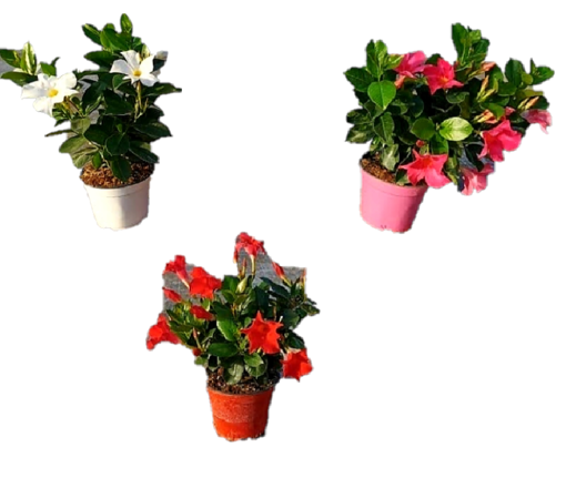 Immagine di Pianta di dipladenia in vaso da 14cm, altezza 35-40cm, kit 3 pezzi
