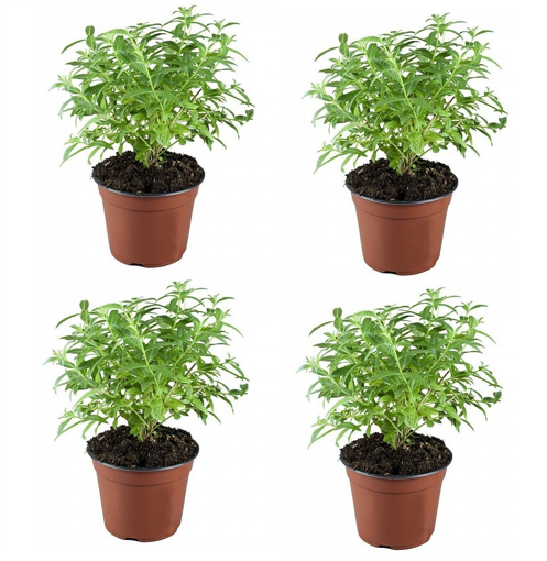Immagine di Pianta di Citronella in vaso da 14 cm, altezza 35-40 cm, kit da 4 pezzi