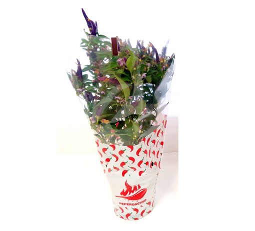 Immagine di Pianta di Peperoncino commestibile in vaso da 14cm, altezza 40cm