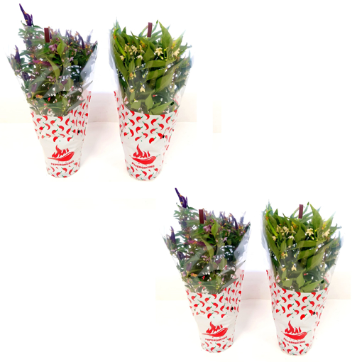 Immagine di Pianta di Peperoncino commestibile in vaso da 14cm, altezza 40cm, kit da 4 pezzi