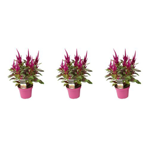 Immagine di Pianta di celosia caracas in vaso da 12cm, altezza 40-45cm, kit 3 pezzi