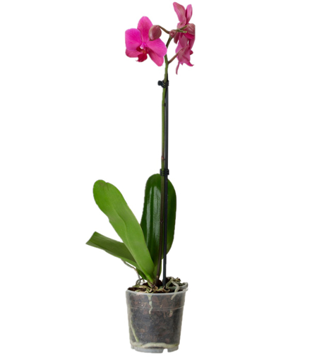 Immagine di Pianta di orchidea colore rosa, 1 ramo, in vaso da 12 cm, h. 60-70cm