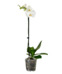 Immagine di Pianta di Orchidea, vaso 12cm, h.60-70cm, 1 ramo, fiori colorati, bianchi