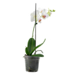 Immagine di Pianta di Orchidea, vaso 12cm, h.60-70cm, 1 ramo, fiori colorati, bianchi