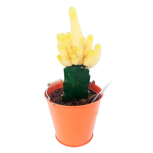 Immagine di Innesto assortito in vaso-secchiello arancione da 10 cm, altezza 30-35 cm