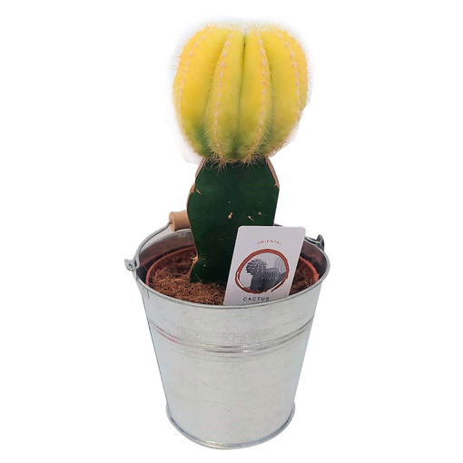 Immagine di Innesto assortito in vaso-secchiello argentato da 10 cm, altezza 30-35 cm