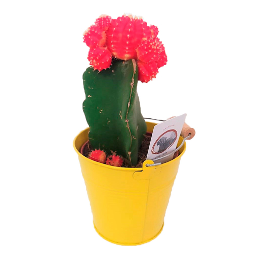 Immagine di Innesto assortito in vaso-secchiello giallo da 10 cm, altezza 30-35 cm