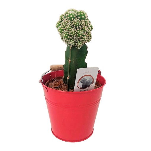 Immagine di Innesto assortito in vaso-secchiello rosso da 10 cm, altezza 30-35 cm