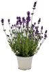 Immagine di Pianta di Lavanda angustifolia in vaso da 14cm, altezza 35-40cm