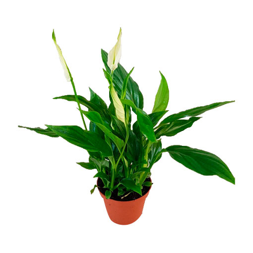 Immagine di Pianta di Spathiphyllum in vaso da 10cm, altezza 30-35cm