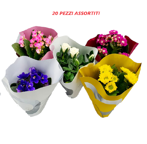 Immagine di Mix di piante fiorite in vaso da 6 cm, colori assortiti, kit da 20 pezzi, altezza 20-25 cm