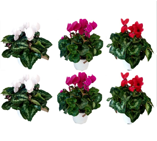 Immagine di Pianta di Ciclamino in vaso da 14 cm, bianco-rosso-fuxia, kit da 6 pezzi altezza 30-35 cm