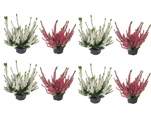 Immagine di Pianta di Calluna vulgaris in vaso da 11 cm, kit da 8 pezzi, altezza 25-30 cm